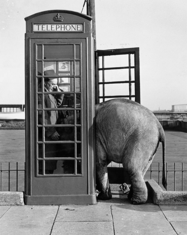 5.) This elephant has an urgent call to make.