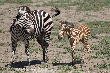 26.) Erythristic baby zebra.