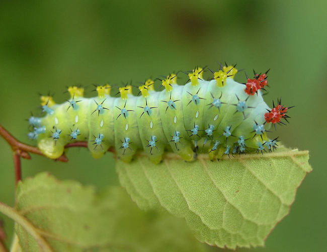 8.) Cecropia Moth Caterpillar