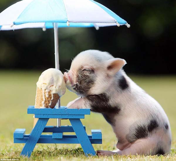 7.) This piglet is sweeter than ice cream.