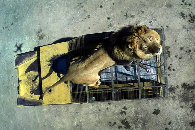 Lions roaming the area are encouraged to hop on top of the truck with the help of some hunks of raw meat.