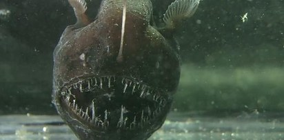 1.) Humpback Anglerfish