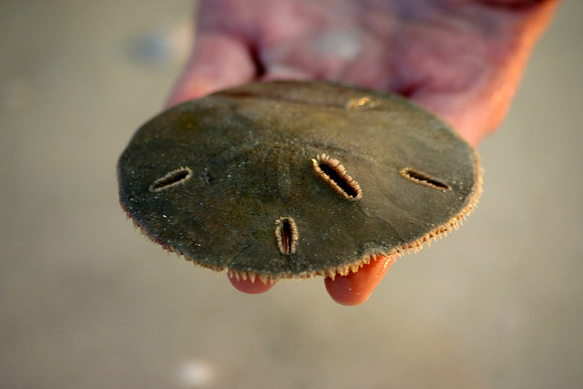 Sand dollars are flat, burrowing sea urchins.