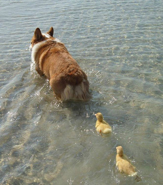 This corgi who helped ducklings find their way back home.