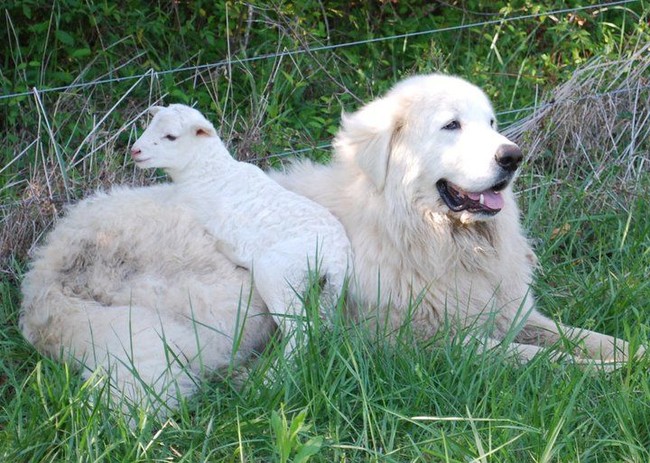 Great Pyrenees