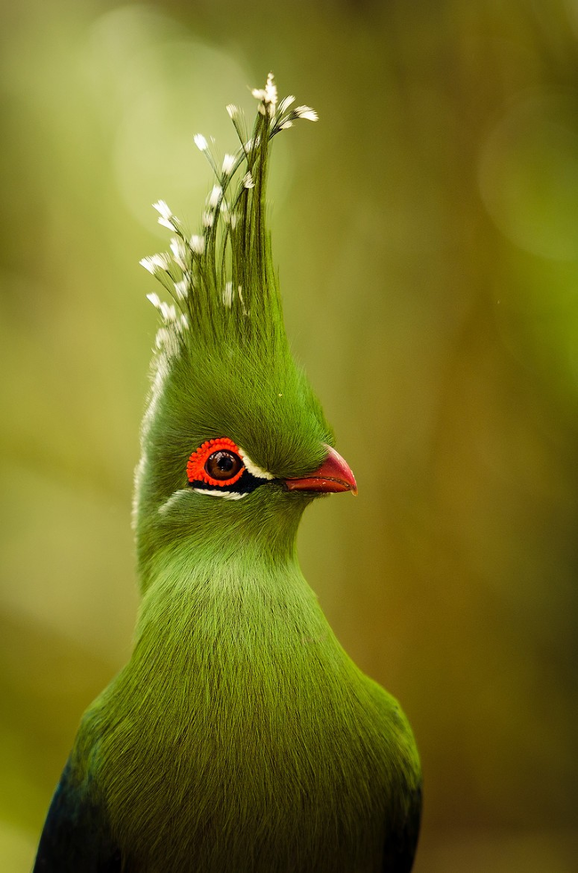 19.) Livingstone's Turaco