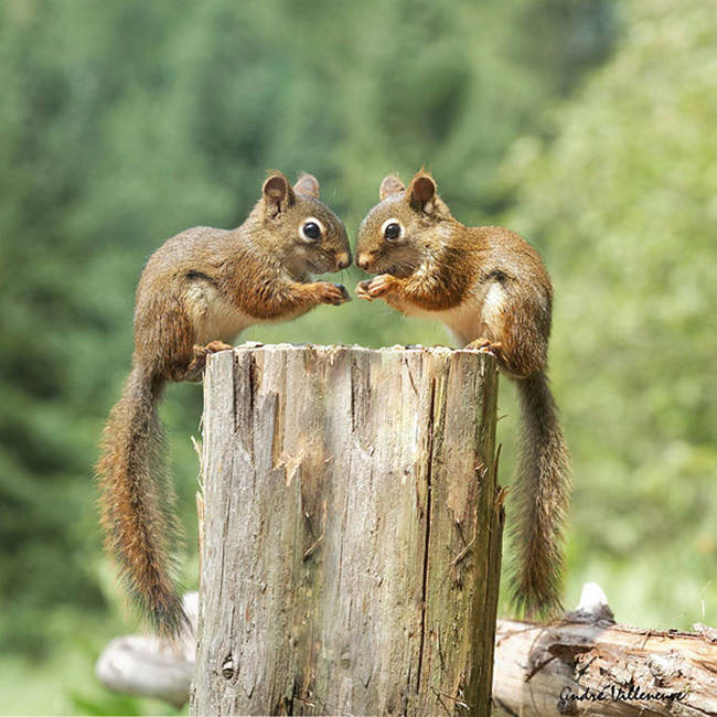 6.) They're always up for some squirrel talk.