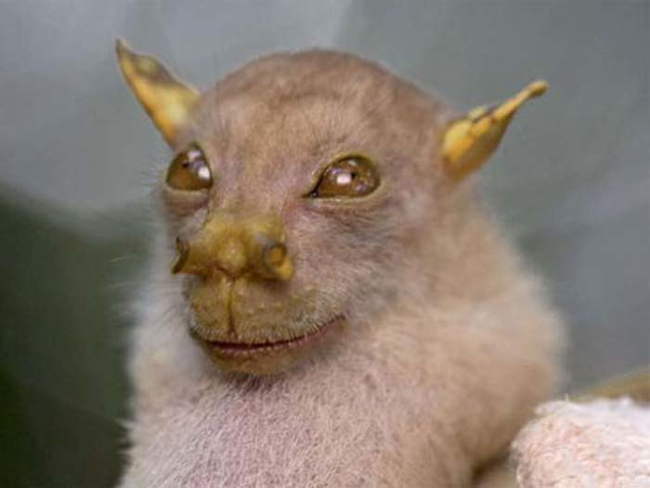 11.) Tube-Nosed Fruit Bat.