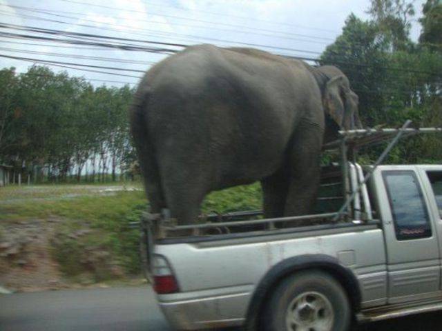 The carpool lane never specified what kinds of passengers are allowed.