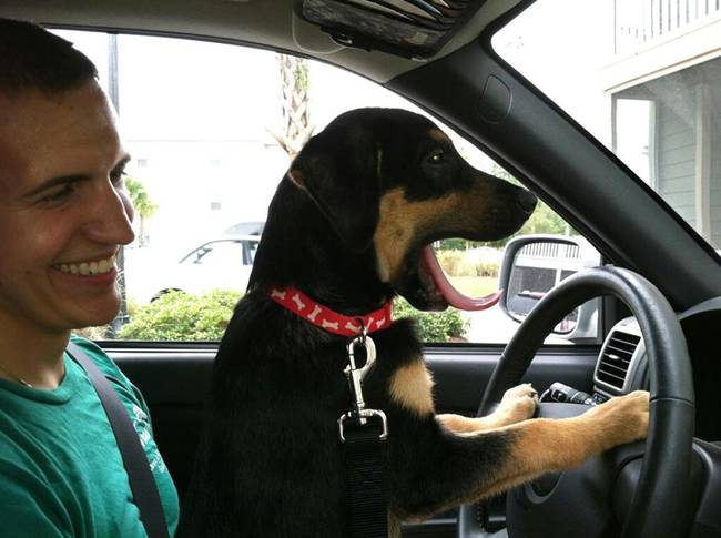 "Whad'you mean, dogs can't drive?"