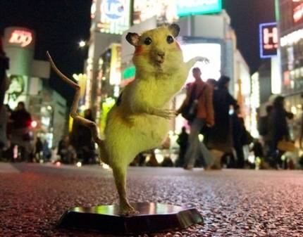 A piece of modern (but equally strange) Japanese taxidermy.