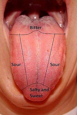 Your tongue has different areas for tastes.