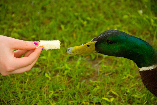 Beneduck Crumberbach