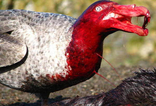 8.) Antarctic Giant Petrel.