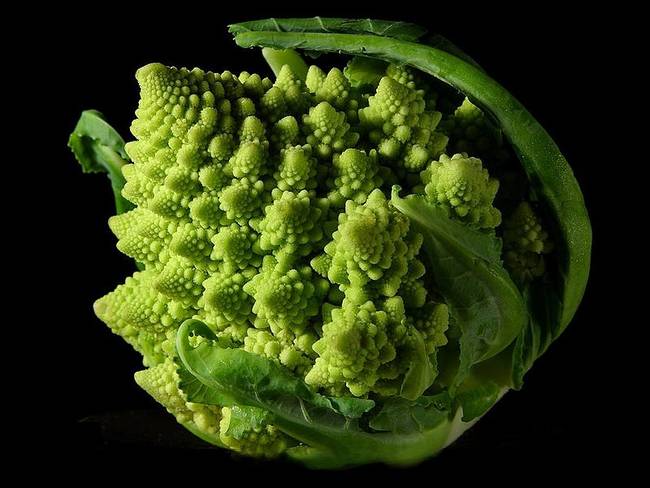 This plant was first documented in Italy and is notable for its striking patterns. As some of you math nerds may have noticed, it's one of the best examples of Fibonacci numbers in nature.