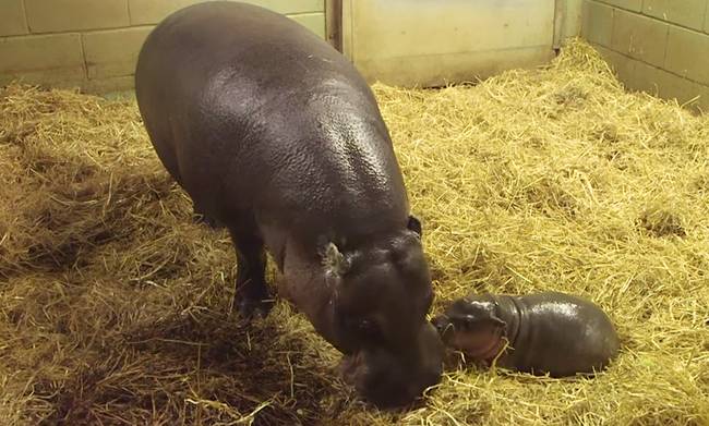 Though Flora is still dealing with her tumor, she has reportedly been as attentive as ever with her third and final calf.