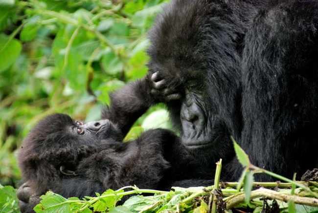 9.) Every night, gorilla moms make cozy beds made of leaves. There, they'll nurse their babies and cuddle with them.