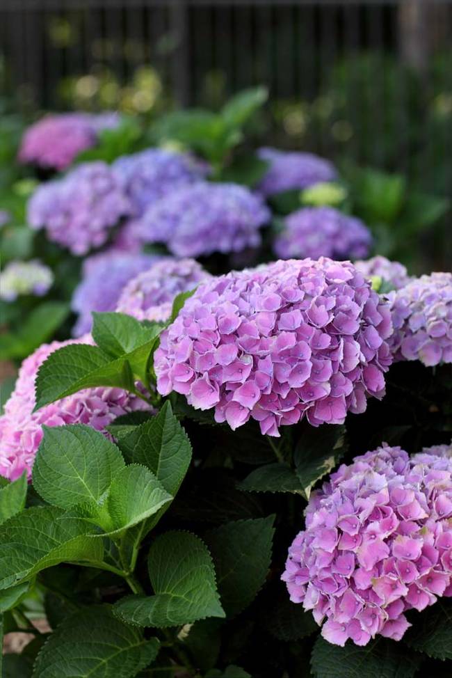 Change the color of your hydrangeas.