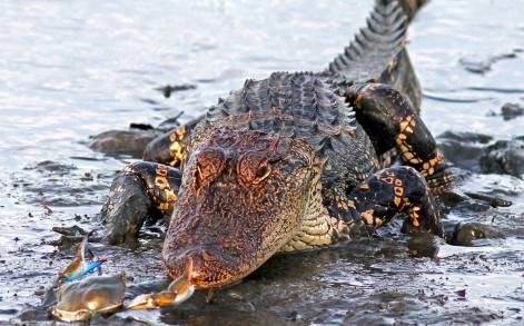 Lanoue explains how the brawl went down: "As the gator inched forward the crab reached out with his right claw and gave the gator a good hard pinch on the end of his nose."