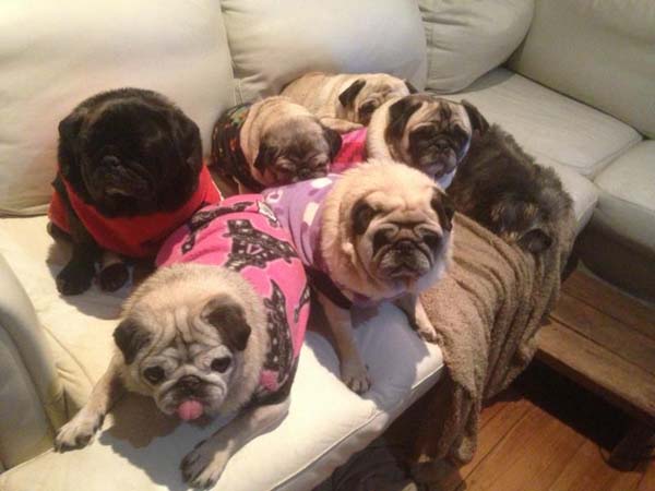 2.) A group of pugs? It's called a grumble.