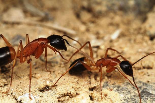 24.) Ants are likely the only creature outside mammals capable of interactive learning, teaching their young to hunt by a series of commands.