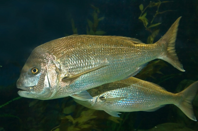 2. Sparidae Fish - If you eat the head of a fish from this family, things can get even weirder than they were when you decided to eat a fish head.