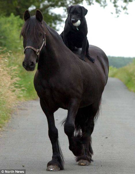 5.) These two unlikely friends, Monty, the horse, and Tyler, the black Labrador, are known to horse around. They also look after their owner whose daughter was killed in combat in Afghanistan. She left her two pets with him to keep him company and in good spirits.