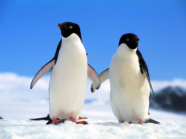 11.) Penguins mate for life.