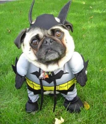 This dog does not want to fight crime. That utility belt is useless and his pants don't fit.