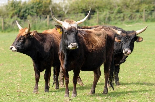 In 2009, Gow introduced 13 heck breed cows to his herd, with the hope that they would breed with his other cows. If successful, he would have been heralded as having the biggest cows in southwest England.