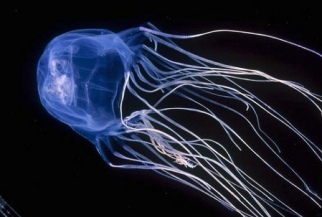 1. Box Jellyfish (Chironex fleckeri)