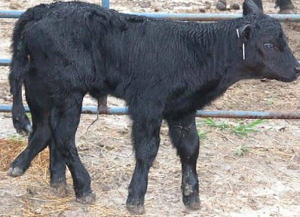 Hermaphrodite Six-Legged Calf