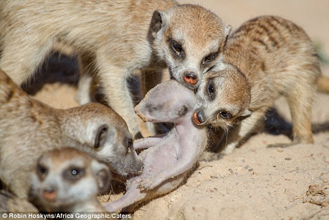 She was joined by four sub-adult meerkat who were smaller and not quite up to the task.