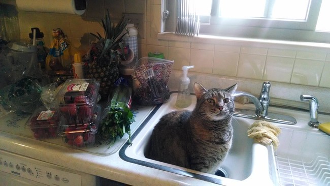 Really? You hate veggies so much you'd rather sit in the sink so I can't wash them?