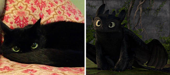 This cat saw <i>How To Train Your Dragon</i> a few too many times...