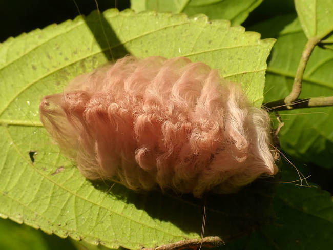 13.) Flannel Moth