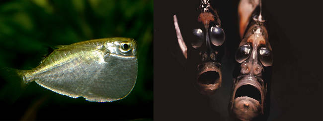 Hatchetfish apparently see horrible, horrible things as they become adults.