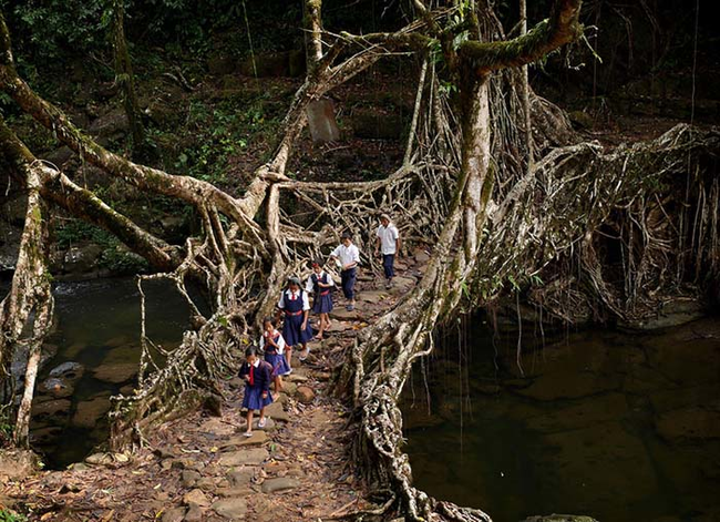 2.) Somewhere in India - This tree root bridge serves as the passageway for kids heading to school.