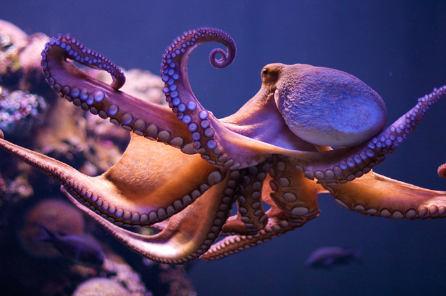 3.) While octopuses don't technically give birth, their reproduction process is still pretty remarkable. The males supply females with packets of their sperm, which the female hangs on to until she's ready to fertilize the 200,000 eggs she's produced. After laying the eggs, she stays close by to nurture and protect them.