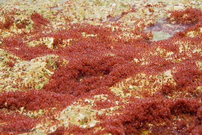 After that, they return to beach as young crabs, and begin their journey back to the forest.