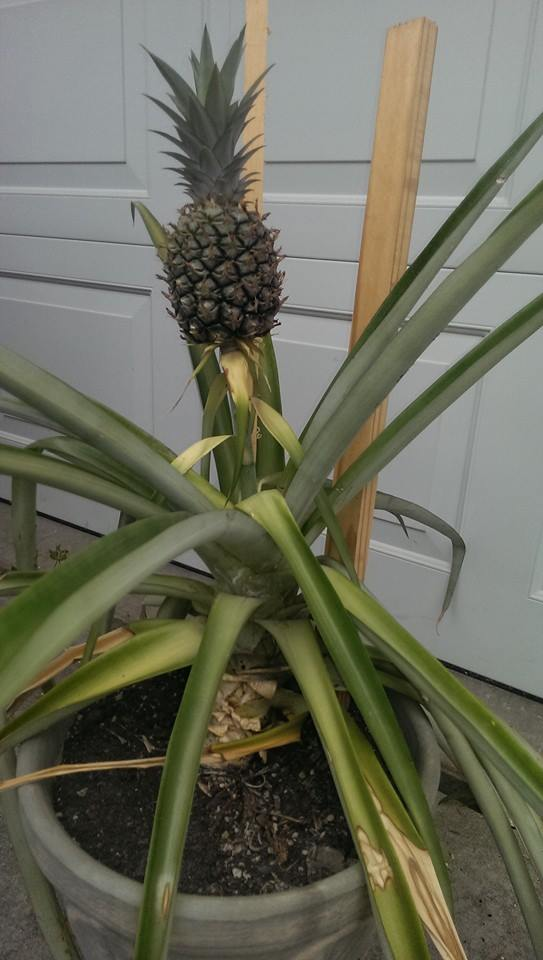 Soon, the pineapple had to be taken outside. It needed a bigger pot.