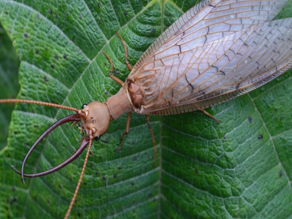 The Giant Dobsonfly is highly susceptible to pollution, so if you don't want them around at your picnics, please feel free to empty your nuclear waste in whatever hellish ponds they spawned from.