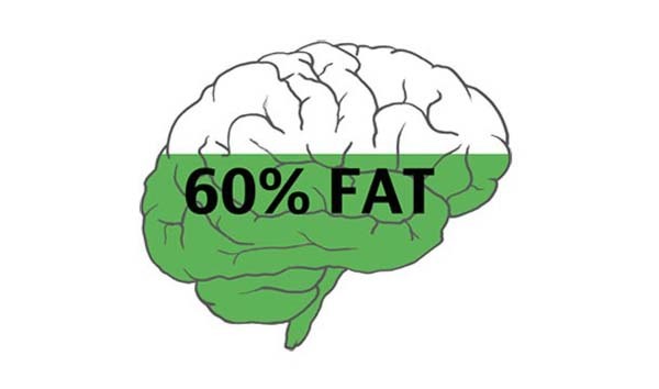 8.) Your brain is the fattest organ in your body. It's about 60% fat.