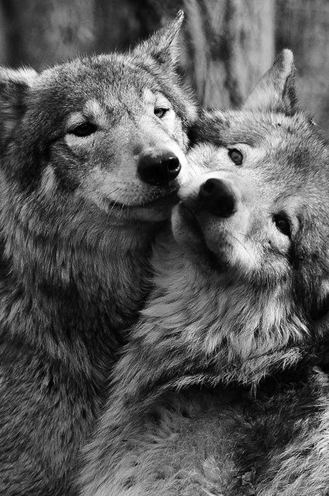 5.) These wonderful wolves.