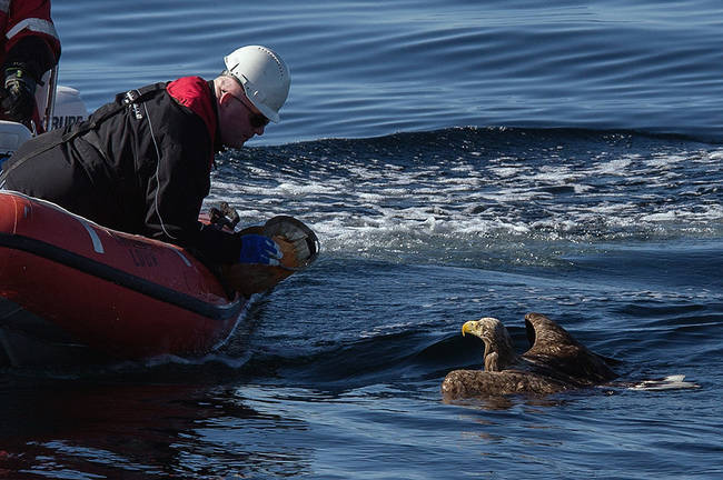 This poor eagle who was <a href="https://www.viralnova.com/drowning-eagle/" target="_blank">rescued at sea</a>.