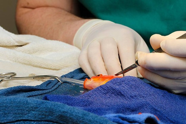 Meet George the goldfish, who last week endured a 45 minute operation to remove a deadly tumor.