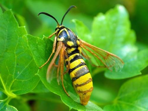 11.) Speaking of moths, doesn't this one look like a wasp?