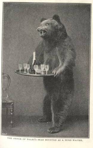 The trend of weird taxidermy spread throughout Victorian Great Britain. Even The Prince of Wales had a dead bear dumb-waiter.