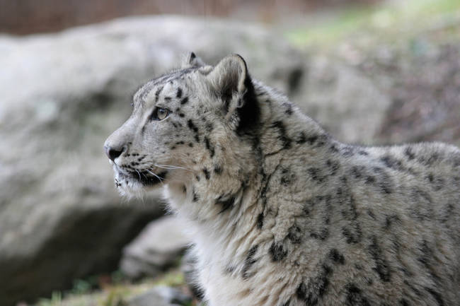 Snow leopards can jump as far as 50 feet in <a href="https://animals.nationalgeographic.com/animals/mammals/snow-leopard/" target="_blank">one bound</a>.