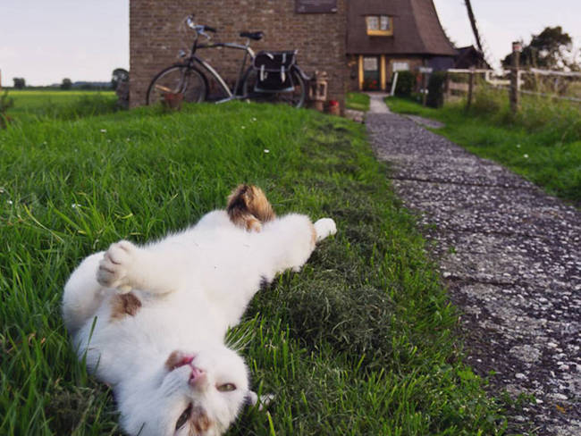 Relaxing in the grass under a Dutch windmill.